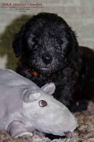 2014-03-01 Inka Vesalius-Hombre-7524-Name.jpg